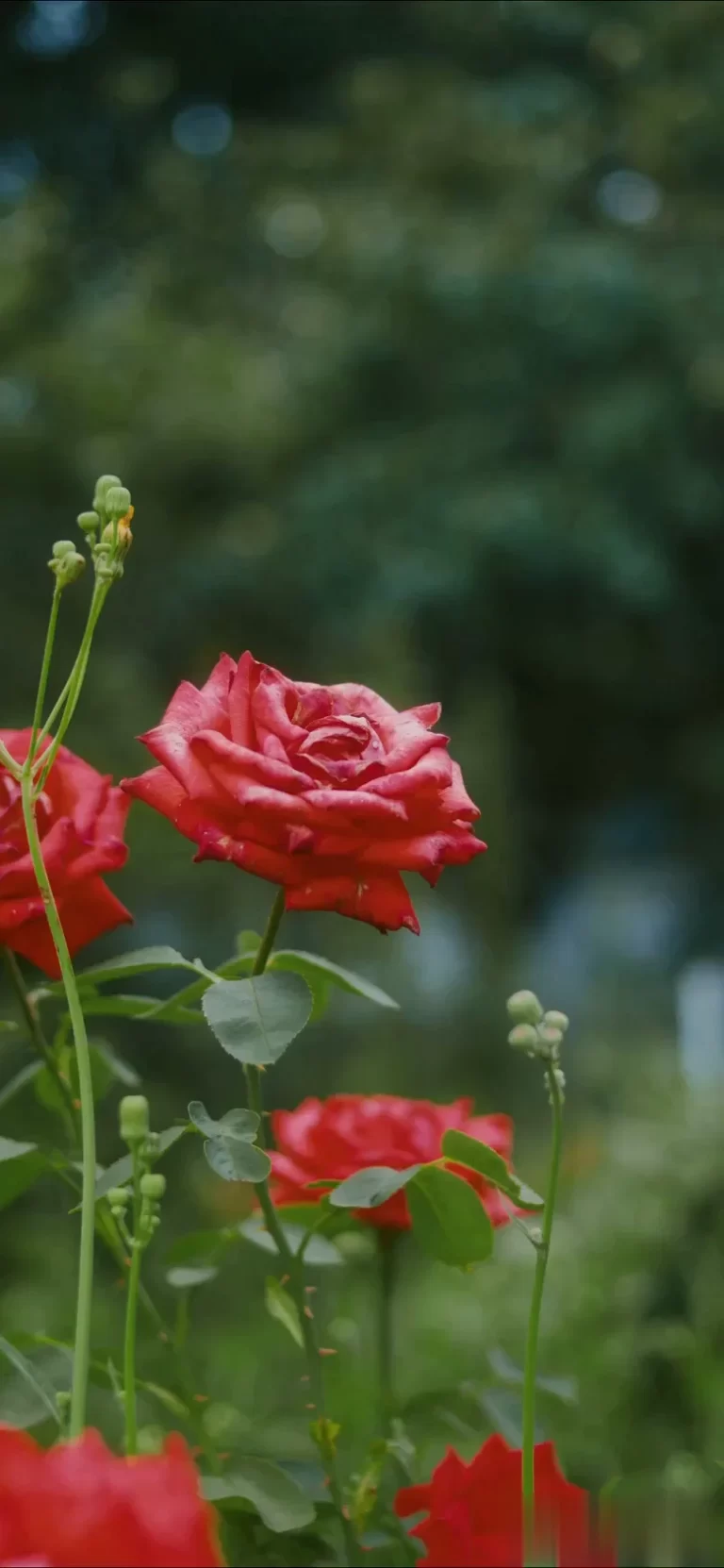 ¿Cuál es el precio de una Corona Fúnebre?