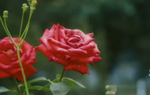 Rosas rojas en un rosal, con jardín verde desenfocado de fondo, bajo luz natural de día.