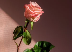 Rosa preservada rosa salmón con tallo y hojas verdes, iluminada con luz lateral sobre fondo rosa oscuro.